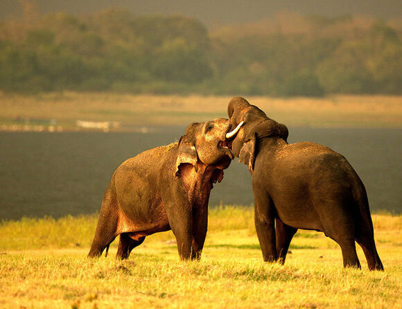 Sri Lanka Wild Adventure Tour