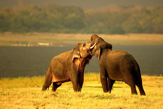 Sri Lanka Wild Adventure Tour