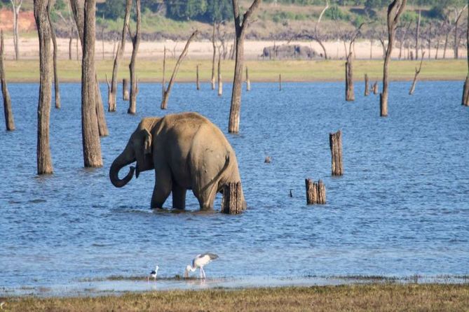 Sri Lanka Wildlife Photography