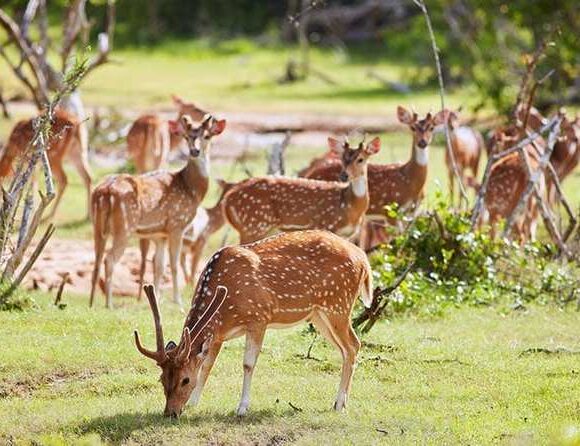 Wild About Sri Lanka 10D