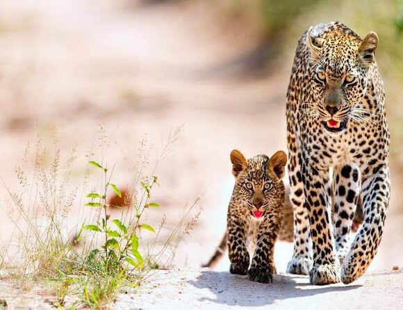 Sri Lankan Wild Photography