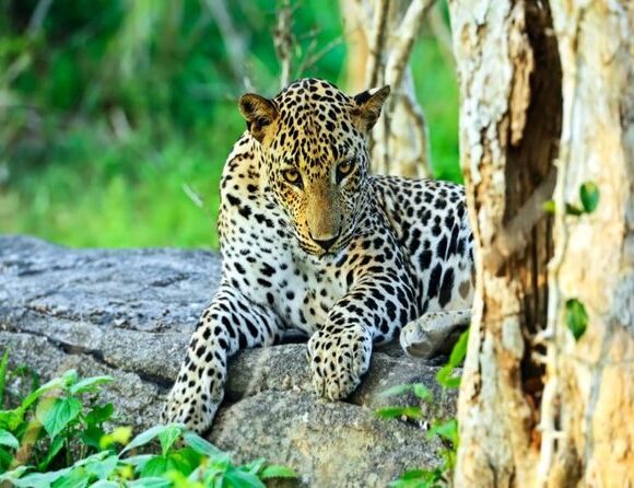 Leopards And Birds Of Sri Lanka