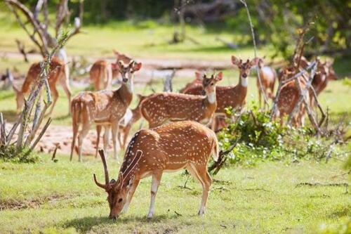 Wildlife-Sri-Lanka_669x446