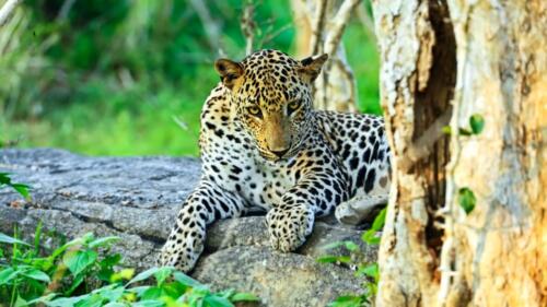 asian-leopard-yala-national-park-sri-lanka-1024x576-1