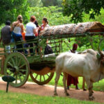 bullock-cart-150x150-1